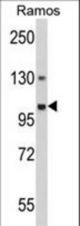 Western blot of GNAS Antibody in Ramos cell line lysates (35 ug/lane). GNAS (arrow) was detected using the purified antibody.