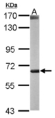 Sample (50 ug of whole cell lysate). A: mouse liver. 7.5% SDS PAGE. COT antibody diluted at 1:1000.