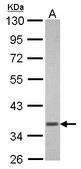 Sample (30 ug of whole cell lysate) A: U87-MG 10% SDS PAGE GNAT1 antibody diluted at 1:3000