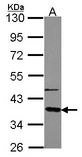Sample (30 ug of whole cell lysate). A: A549. 10% SDS PAGE. GNAT2 antibody diluted at 1:5000.