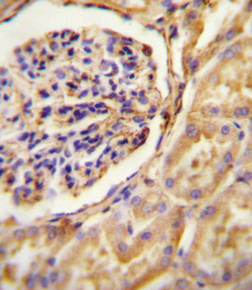 GNAT2 antibody immunohistochemistry of formalin-fixed and paraffin-embedded human Kidney tissue followed by peroxidase-conjugated secondary antibody and DAB staining.
