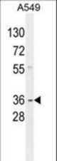 GNAT3 Antibody western blot of A549 cell line lysates (35 ug/lane). The GNAT3 antibody detected the GNAT3 protein (arrow).