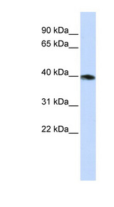 GNAZ antibody LS-C101942 Western blot of HepG2 cell lysate.