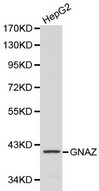 Western blot of GNAZ pAb in extracts from HepG2 cells.
