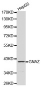 Western blot analysis of HepG2 cell lysate using GNAZ antibody.