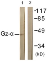 Western blot of extracts from COS7 cells, treated with PMA 125 ng/ml 30', using Gz-alpha (Ab-16) Antibody. The lane on the right is treated with the synthesized peptide.