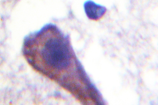 IHC of Gz- (A12) pAb in paraffin-embedded human brain tissue.