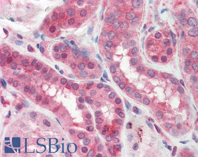 Anti-GNB1 antibody IHC staining of human kidney. Immunohistochemistry of formalin-fixed, paraffin-embedded tissue after heat-induced antigen retrieval. Antibody LS-B9790 concentration 5 ug/ml.