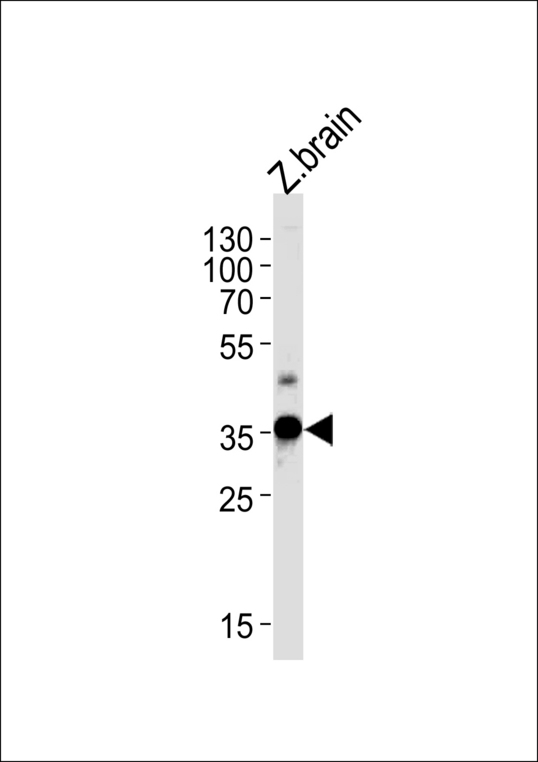 DANRE gnb1 Antibody western blot of zebra fish brain tissue lysates (35 ug/lane). The DANRE gnb1 antibody detected the DANRE gnb1 protein (arrow).