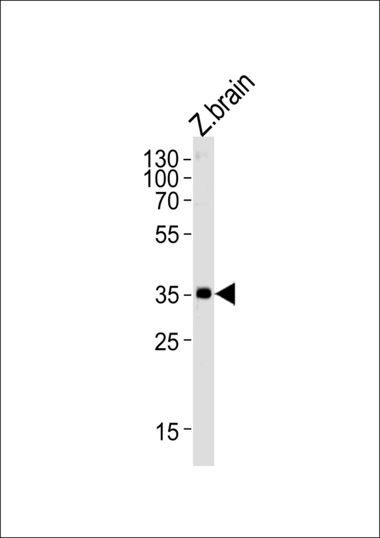 DANRE gnb1 Antibody western blot of zebra fish brain tissue lysates (35 ug/lane). The DANRE gnb1 antibody detected the DANRE gnb1 protein (arrow).