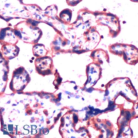 Immunohistochemistry of Human Placenta stained with anti-GNB2 antibody