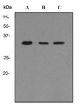 Western blot analysis on A) SH-SY5Y, B) Jurkat, and C) NIH3T3 lysates using anti-GNB2 antibody.