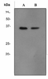 Western blot analysis on A) Jurkat, and B) NIH3T3 lysates using anti-GNB2 antibody.