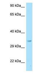 GNB2L1 / RACK1 antibody Western Blot of Mouse Liver.