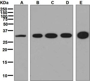 Western blot analysis on (A) MCF-7, (B) SH-SY5Y, (C) HeLa, (D) PC-12, and (E) C6 cell lysates using anti-RACK1 antibody.