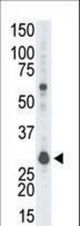The anti-GNB2L1 antibody is used in Western blot to detect GNB2L1 in Ramos cell lysate.