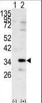 Western blot of GNB2L1 (arrow) using GNB2L1 Antibody. 293 cell lysates (2 ug/lane) either nontransfected (Lane 1) or transiently transfected with the GNB2L1 gene (Lane 2) (Origene Technologies).