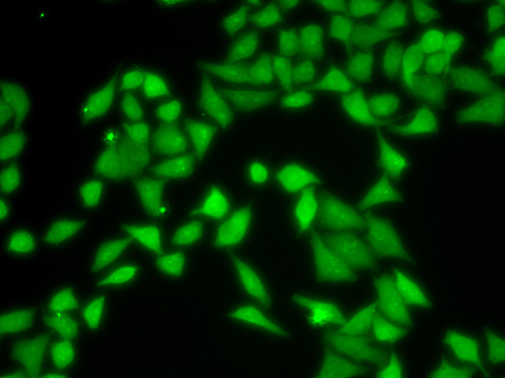 Immunofluorescence analysis of MCF-7 cell using GNB2L1 antibody.