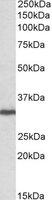 GNB2L1 antibody (0.1 ug/ml) staining of Human Lymph Node lysate (35 ug protein/ml in RIPA buffer). Primary incubation was 1 hour. Detected by chemiluminescence.