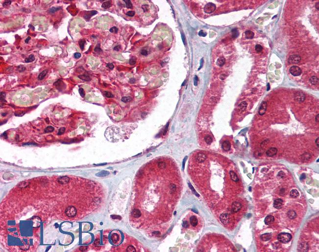 Anti-RACK1 antibody IHC of human kidney. Immunohistochemistry of formalin-fixed, paraffin-embedded tissue after heat-induced antigen retrieval. Antibody LS-B1534 concentration 5 ug/ml.