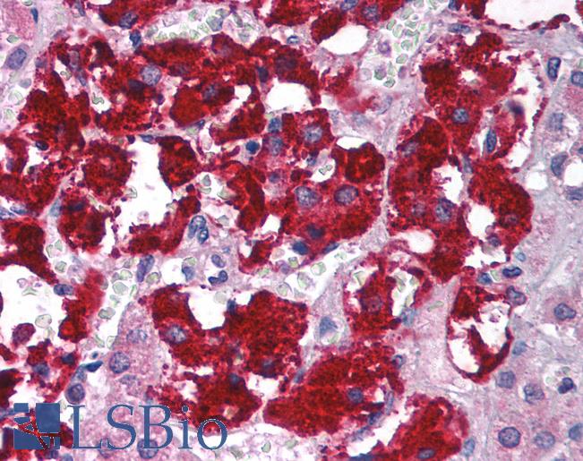 Anti-RACK1 antibody IHC of human adrenal. Immunohistochemistry of formalin-fixed, paraffin-embedded tissue after heat-induced antigen retrieval. Antibody LS-B1534 concentration 5 ug/ml.