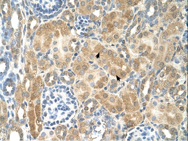 NR2F2 antibody LS-C80261 was used in IHC to stain formalin-fixed, paraffin-embedded human kidney.