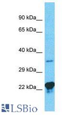 GNB3 antibody Western Blot of Jurkat. Antibody dilution: 1 ug/ml.