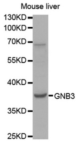 Western blot analysis of extracts of mouse liver cells lines, using GNB3 antibody.