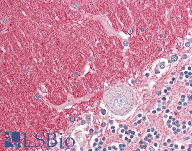 Anti-GNB3 antibody IHC of human brain, cerebellum. Immunohistochemistry of formalin-fixed, paraffin-embedded tissue after heat-induced antigen retrieval. Antibody LS-B8347 dilution 3.75 ug/ml.