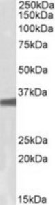 GNB3 antibody (0.1 ug/ml) staining of HepG2 lysate (35 ug protein/ml in RIPA buffer). Primary incubation was 1 hour. Detected by chemiluminescence.