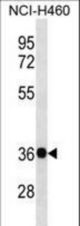 GNB4 Antibody western blot of NCI-H460 cell line lysates (35 ug/lane). The GNB4 antibody detected the GNB4 protein (arrow).