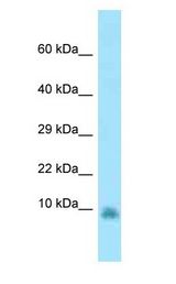 GNG13 antibody Western Blot of Rat Lung.