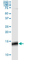 GNG3 monoclonal antibody (M01), clone 1E10-1B5. Western Blot analysis of GNG3 expression in rat brain.