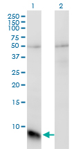 Western Blot analysis of GNGT1 expression in transfected 293T cell line by GNGT1 monoclonal antibody (M01), clone 1F8.Lane 1: GNGT1 transfected lysate(8.5 KDa).Lane 2: Non-transfected lysate.