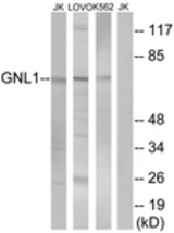 Western blot of extracts from Jurkat/LOVO/K562 cells, using GNL1 Antibody. The lane on the right is treated with the synthesized peptide.