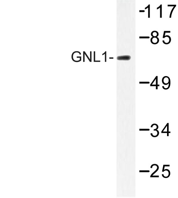 Western blot of GNL1 (Q103) pAb in extracts from K562 cells.