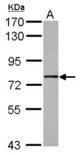 Sample (30 ug of whole cell lysate) A: A431 7.5% SDS PAGE GNL1 antibody diluted at 1:1000
