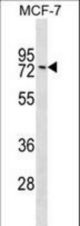 GNL1 Antibody western blot of MCF-7 cell line lysates (35 ug/lane). The GNL1 antibody detected the GNL1 protein (arrow).
