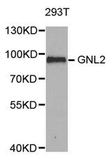 Western blot analysis of extracts of 293T cell lines, using GNL2 antibody.