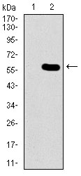 Western blot using GNL3 monoclonal antibody against HEK293 (1) and GNL3 (AA: 1-226)-hIgGFc transfected HEK293 (2) cell lysate.