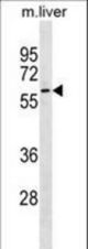 Mouse Gnl3 Antibody western blot of mouse liver tissue lysates (35 ug/lane). The Mouse Gnl3 antibody detected the Mouse Gnl3 protein (arrow).