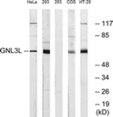 Western blot of extracts from 293/HeLa/HT-29 cells, using GNL3L Antibody. The lane on the right is treated with the synthesized peptide.