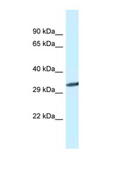 GNMT antibody LS-C145642 Western blot of Mouse Liver lysate. Antibody concentration 1 ug/ml.