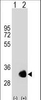 Western blot of GNMT (arrow) using rabbit polyclonal GNMT Antibody. 293 cell lysates (2 ug/lane) either nontransfected (Lane 1) or transiently transfected (Lane 2) with the GNMT gene.