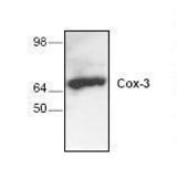 Western blot of COX-3 antibody LS-C48627.