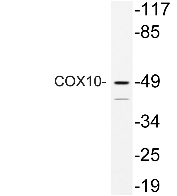Western blot of COX10 (K147) pAb in extracts from HeLa cells.