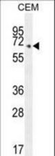 COX10 Antibody western blot of CEM cell line lysates (35 ug/lane). The COX10 antibody detected the COX10 protein (arrow).
