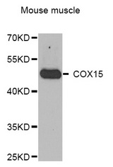 Western blot analysis of extracts of Mouse muscle cell line, using COX15 antibody.