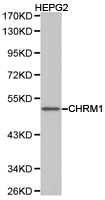 Western blot of extracts of HepG2 cell lines, using CHRM1 antibody.