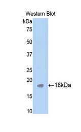 Western blot of recombinant CHRM1 / M1.